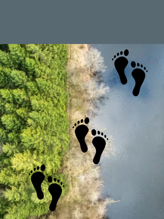 Understanding digital carbon footprints